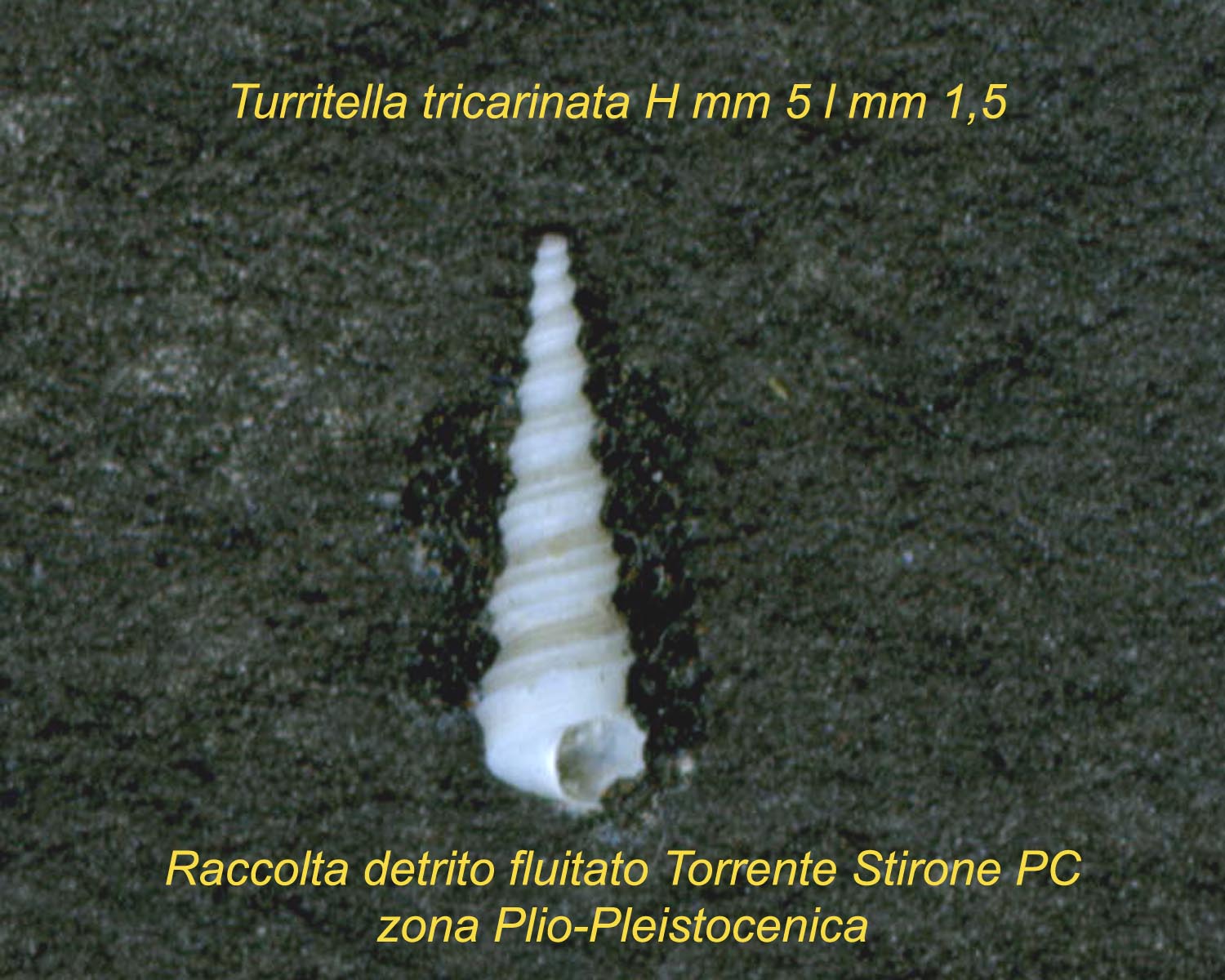 Turritella tricarinata?